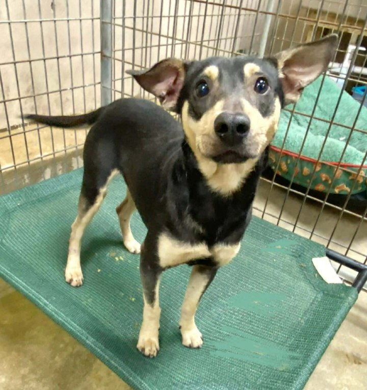 PEEWEE IN RI - Chihuahua available for adoption