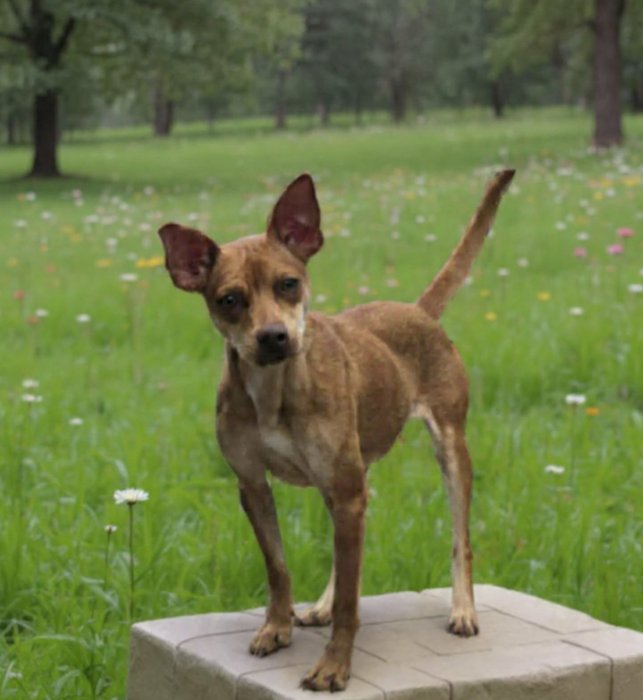 PUPPET IN LA - Chihuahua available for adoption