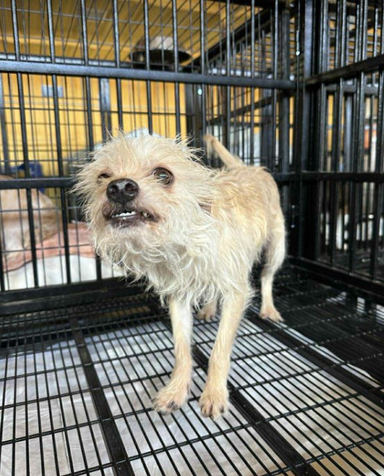 HAPPY IN TX - Terrier available for adoption