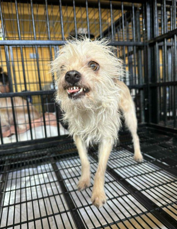 HAPPY IN TX - Terrier available for adoption