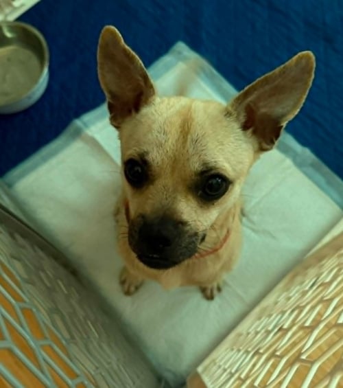 CHIKI IN TX - Pug / Chihuahua for adoption in Warwick