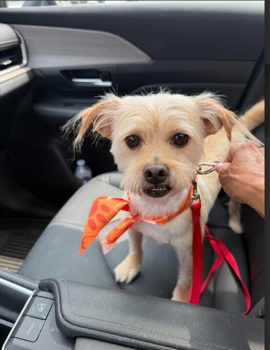 BENJI NICK IN RI - Terrier available for adoption