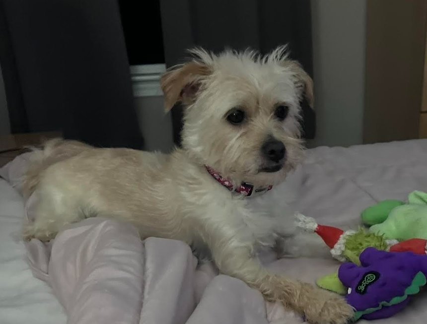 BENJI NICK IN RI - Terrier available for adoption