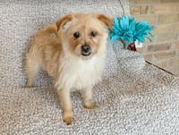 Benji in RI - Photo 15