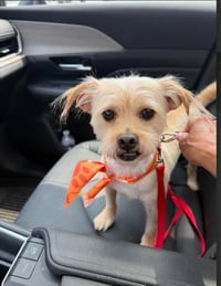 Benji in RI - Photo 11