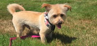 Benji in RI - Photo 3