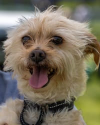 Benji in RI - Photo 6