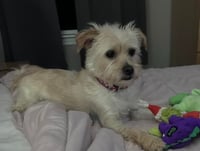 Benji in RI - Photo 12