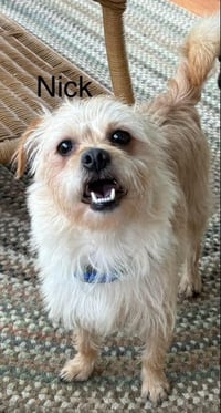 Benji in RI - Photo 13
