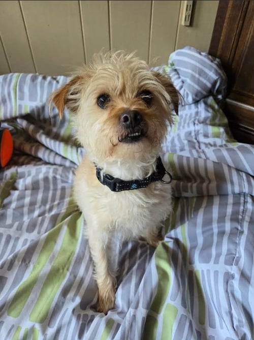BENJI IN RI - Terrier available for adoption