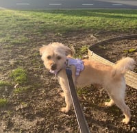 Benji in RI - Photo 9