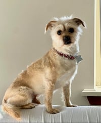 Benji in RI - Photo 8