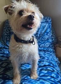 Benji in RI - Photo 4