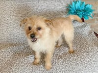 Benji in RI - Photo 16
