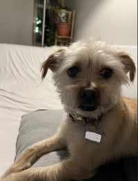 Benji in RI - Photo 10