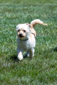 Benji in RI - Photo 7