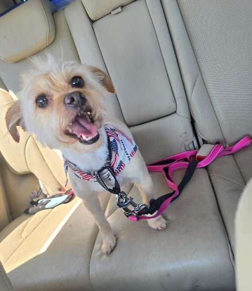 BENJI IN RI - Terrier available for adoption