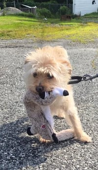 Benji in RI - Photo 5