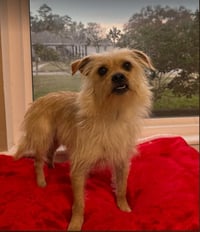 Benji in RI - Photo 17