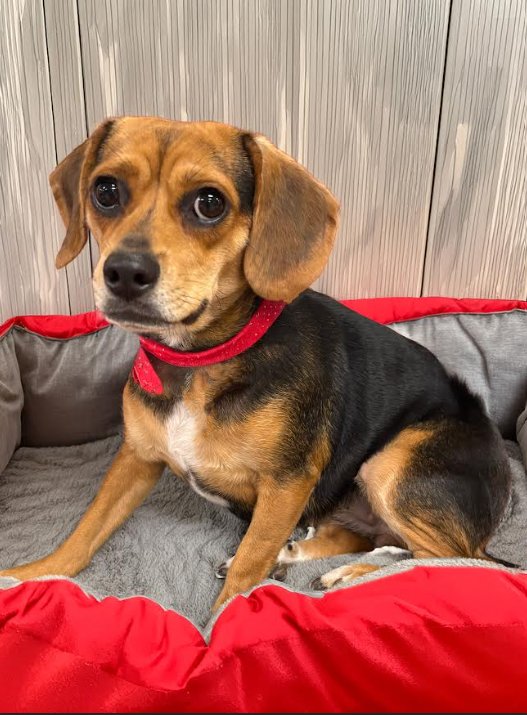RILEY IN TX - Beagle available for adoption