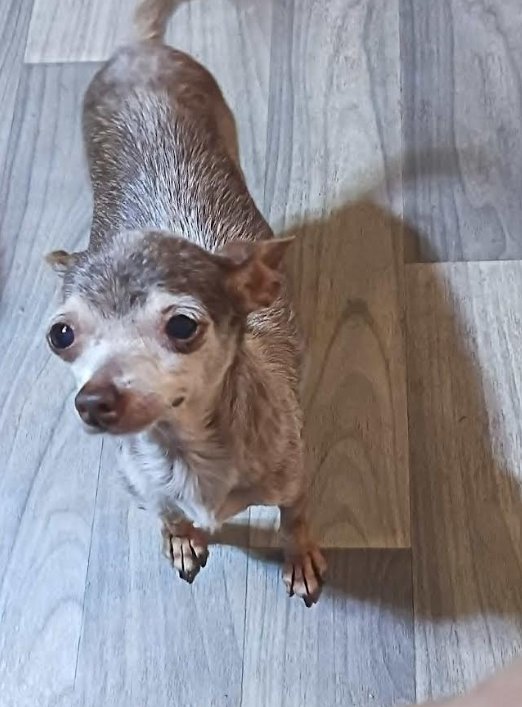 Cookie in TX Image