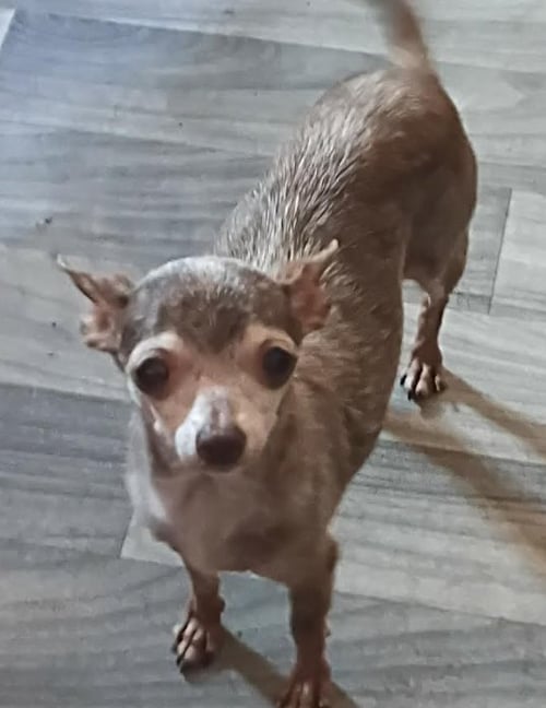 COOKIE IN TX - Chihuahua available for adoption
