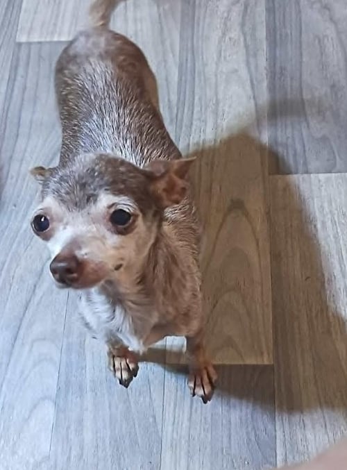 COOKIE IN TX - Chihuahua available for adoption