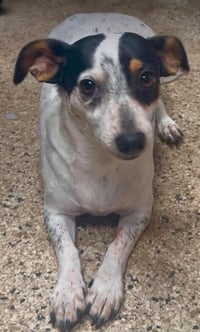 Daisy in TX - Photo 1
