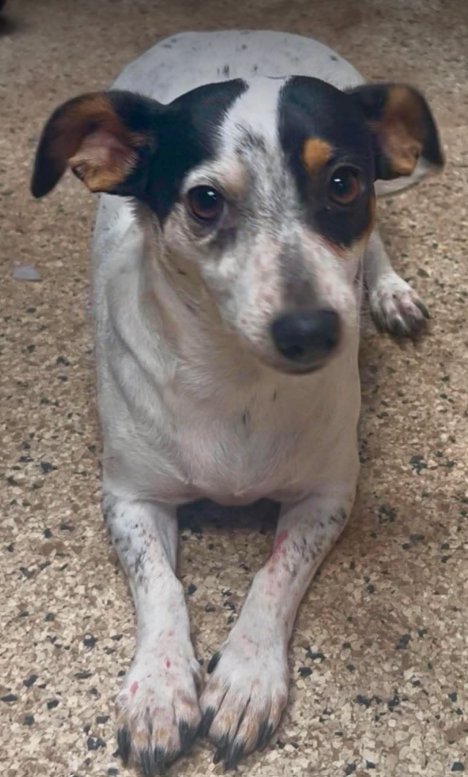 DAISY IN TX - Rat Terrier available for adoption