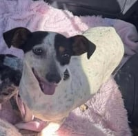 Daisy in TX - Photo 2