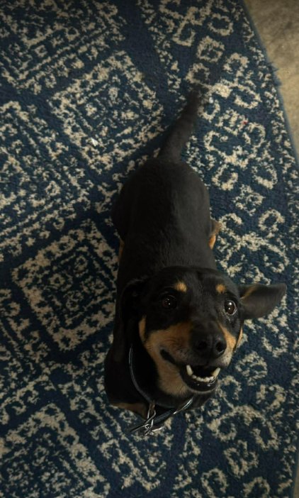 SAMMY IN TX - Dachshund available for adoption