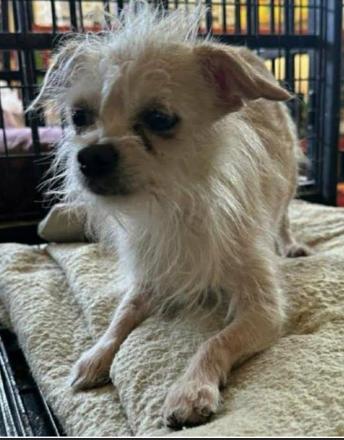 SKIPPER IN TX - Terrier / Chihuahua available for adoption