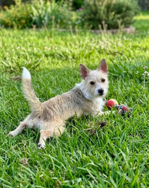 ZETUS IN TX - Chihuahua / Pomeranian available for adoption