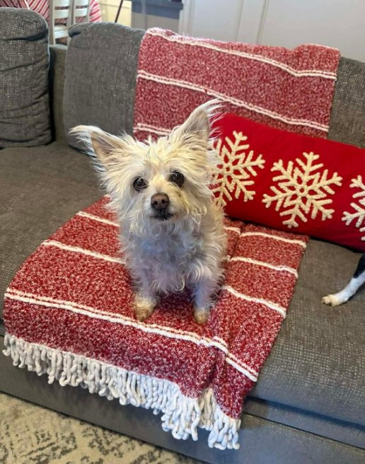 CHLOE IN TX - Maltese / West Highland White Terrier Westie available for adoption
