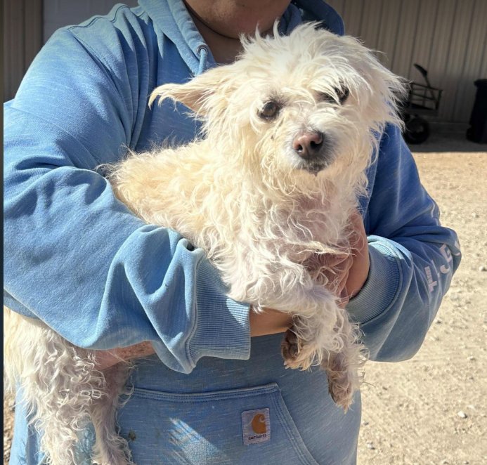 CHLOE IN TX - Maltese / West Highland White Terrier Westie available for adoption