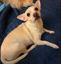Evie in TX - Photo 1