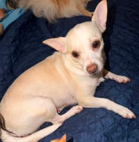 Evie in TX - Photo 2