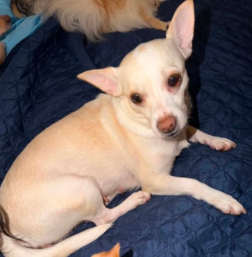 EVIE IN TX - Chihuahua available for adoption