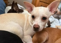 Evie in TX - Photo 3
