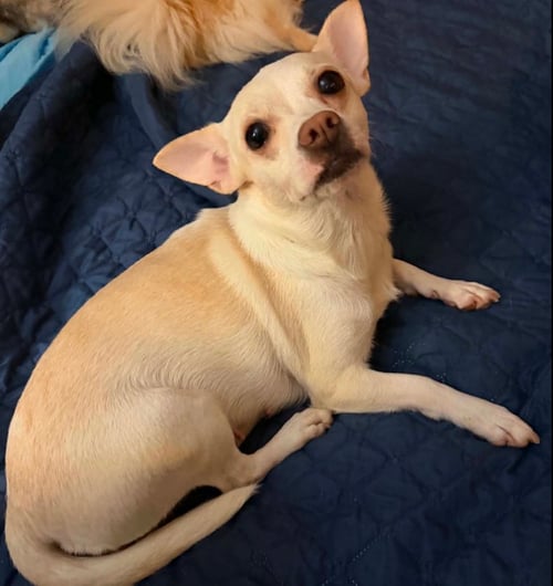 EVIE IN TX - Chihuahua available for adoption