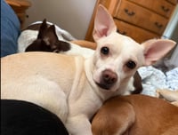 Evie in TX - Photo 4
