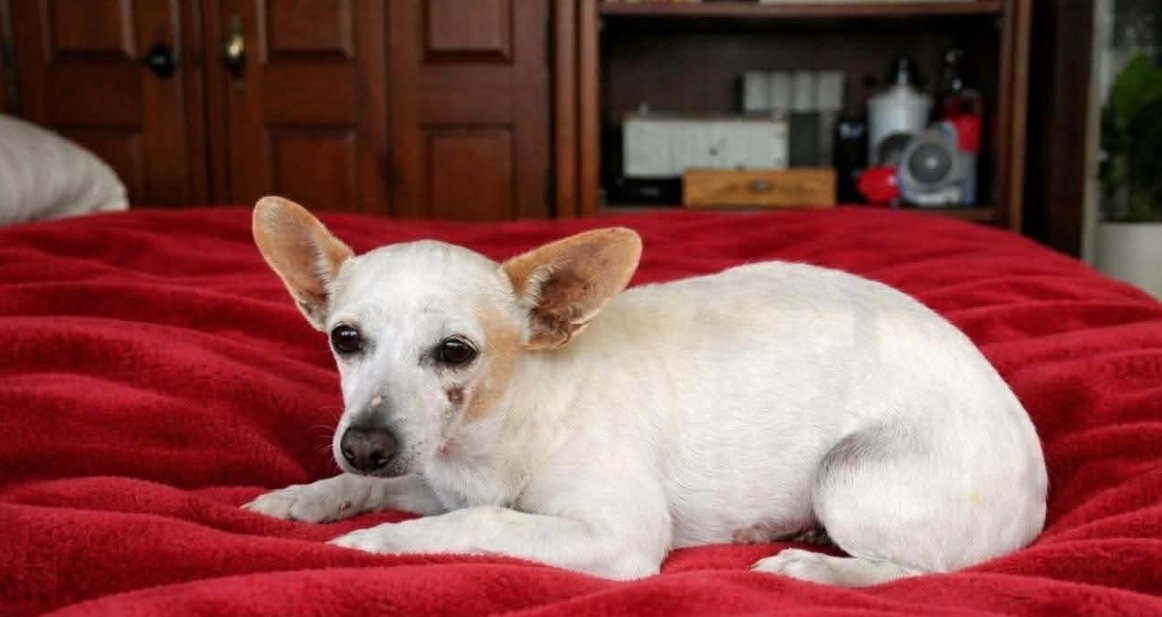 BUNNY IN TX - Chihuahua available for adoption