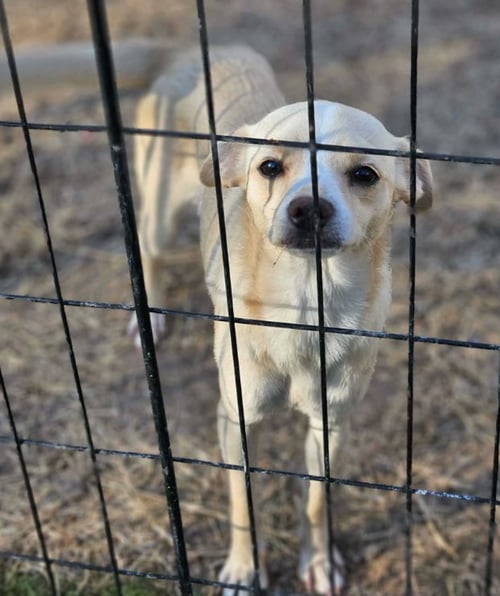 SUNDAE IN LA - Chihuahua available for adoption