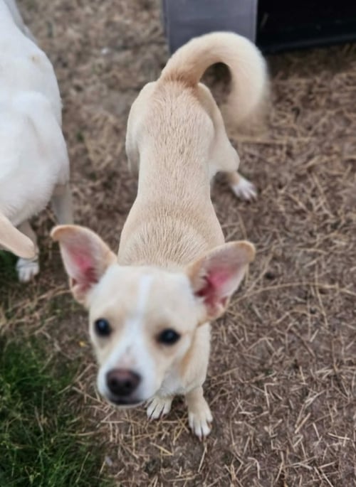 SUNDAE IN LA - Chihuahua available for adoption
