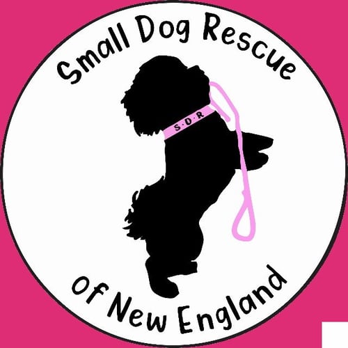 FOSTERS NEEDED! - Unknown available for adoption