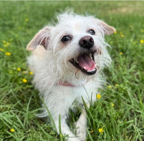 TOULOUSE IN TX - Chihuahua / Terrier available for adoption