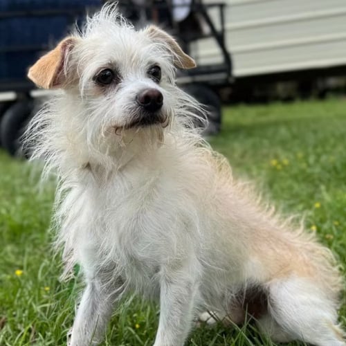 TOULOUSE IN TX - Chihuahua / Terrier available for adoption