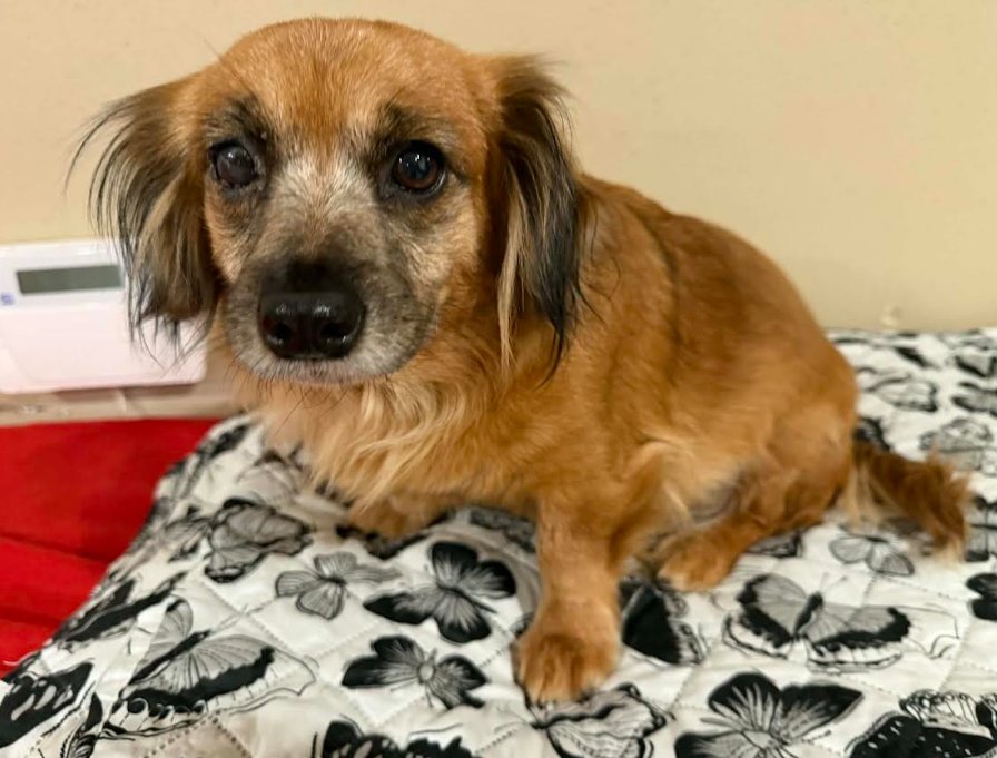 AZALEA IN TX - Chihuahua available for adoption