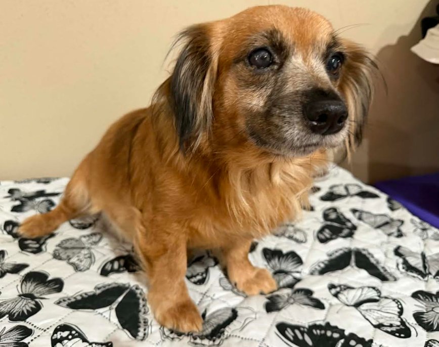 AZALEA IN TX - Chihuahua available for adoption