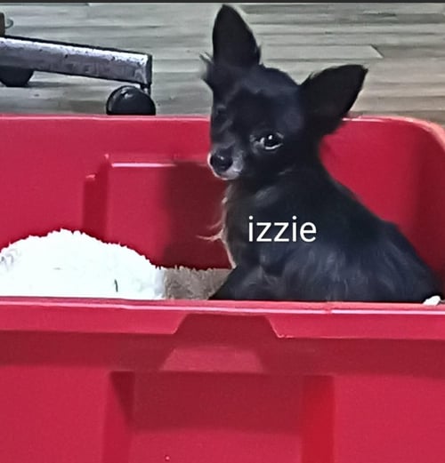 IZZIE IN TX